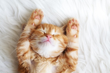 Sleep, it’s what’s good for you.
