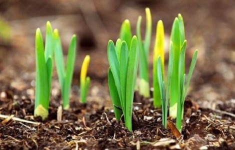 It’s spring renewal time at Living Well Dallas