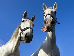Dead Horses